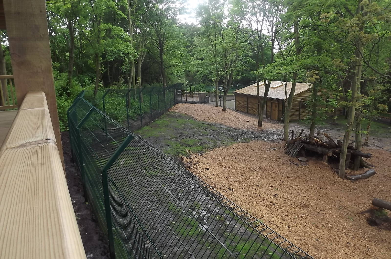 Iberian Wolf exhibit at Blackpool Zoo 16/06/12