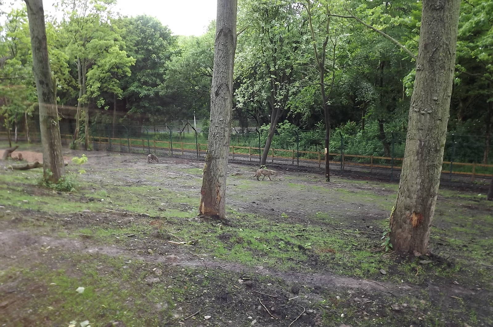 Iberian Wolf exhibit at Blackpool Zoo 16/06/12