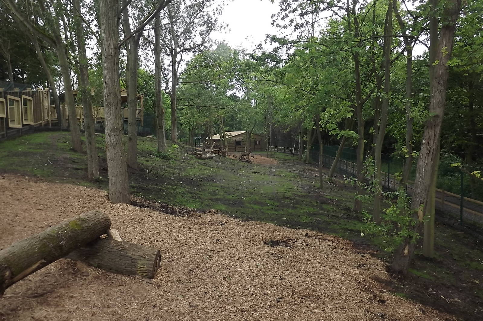 Iberian Wolf exhibit at Blackpool Zoo 17/06/12