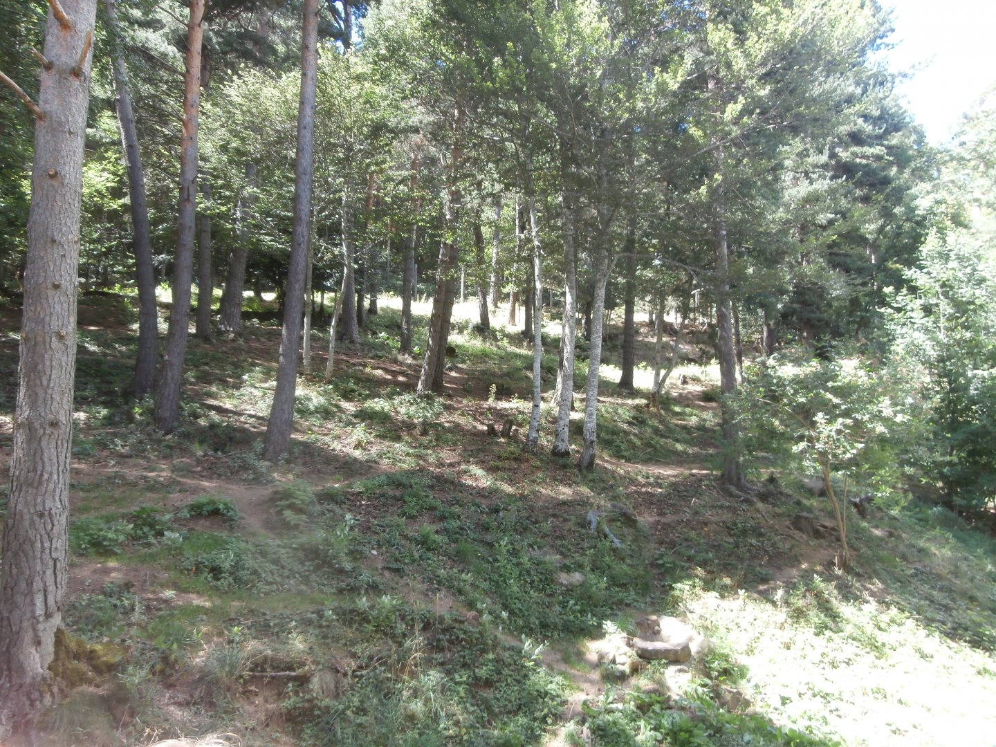 Iberian wolf exhibit- Lacuniacha