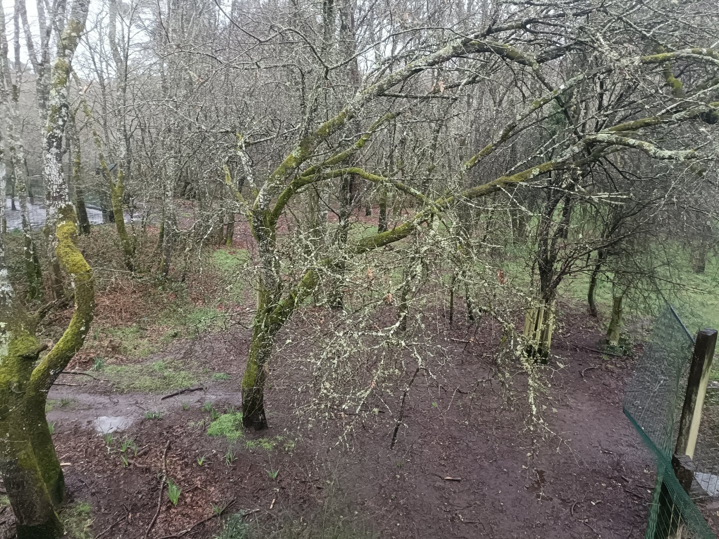 Iberian wolf exhibit -Marcelle Naturaleza