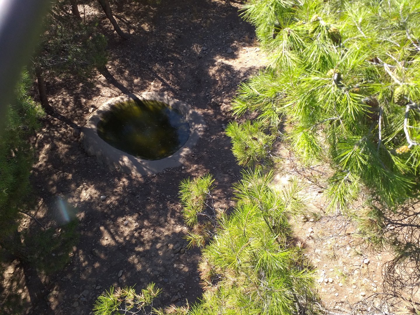 Iberian wolf exhibit -Sendaviva (2020)