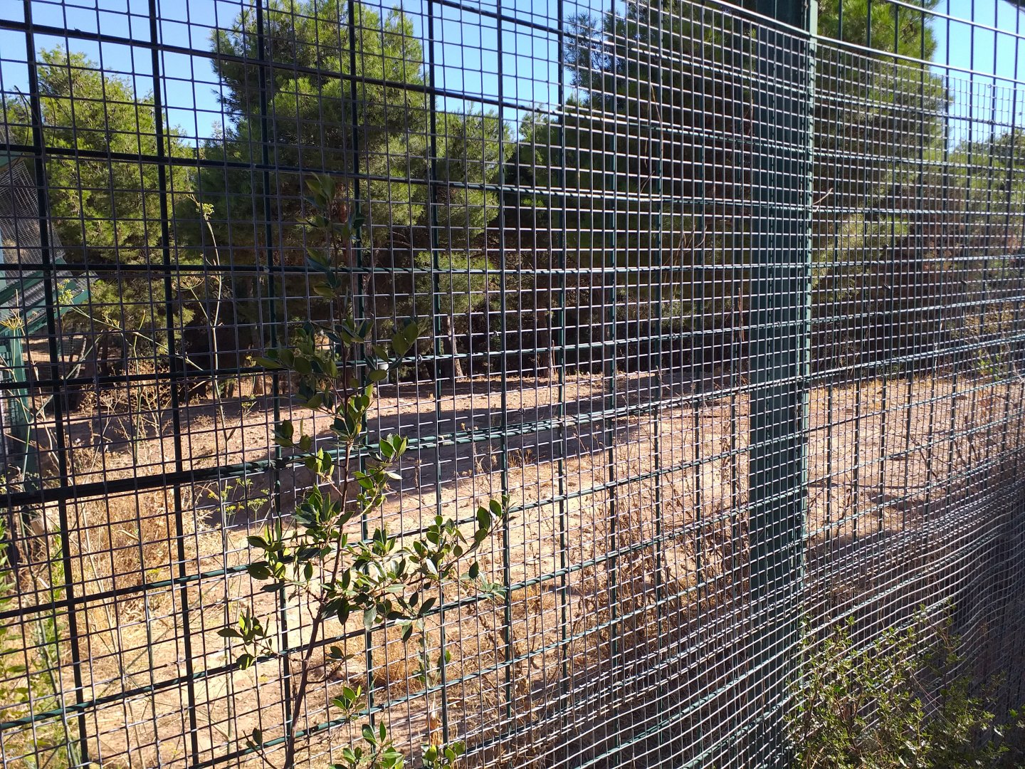 Iberian wolf exhibit -Sendaviva (2020)