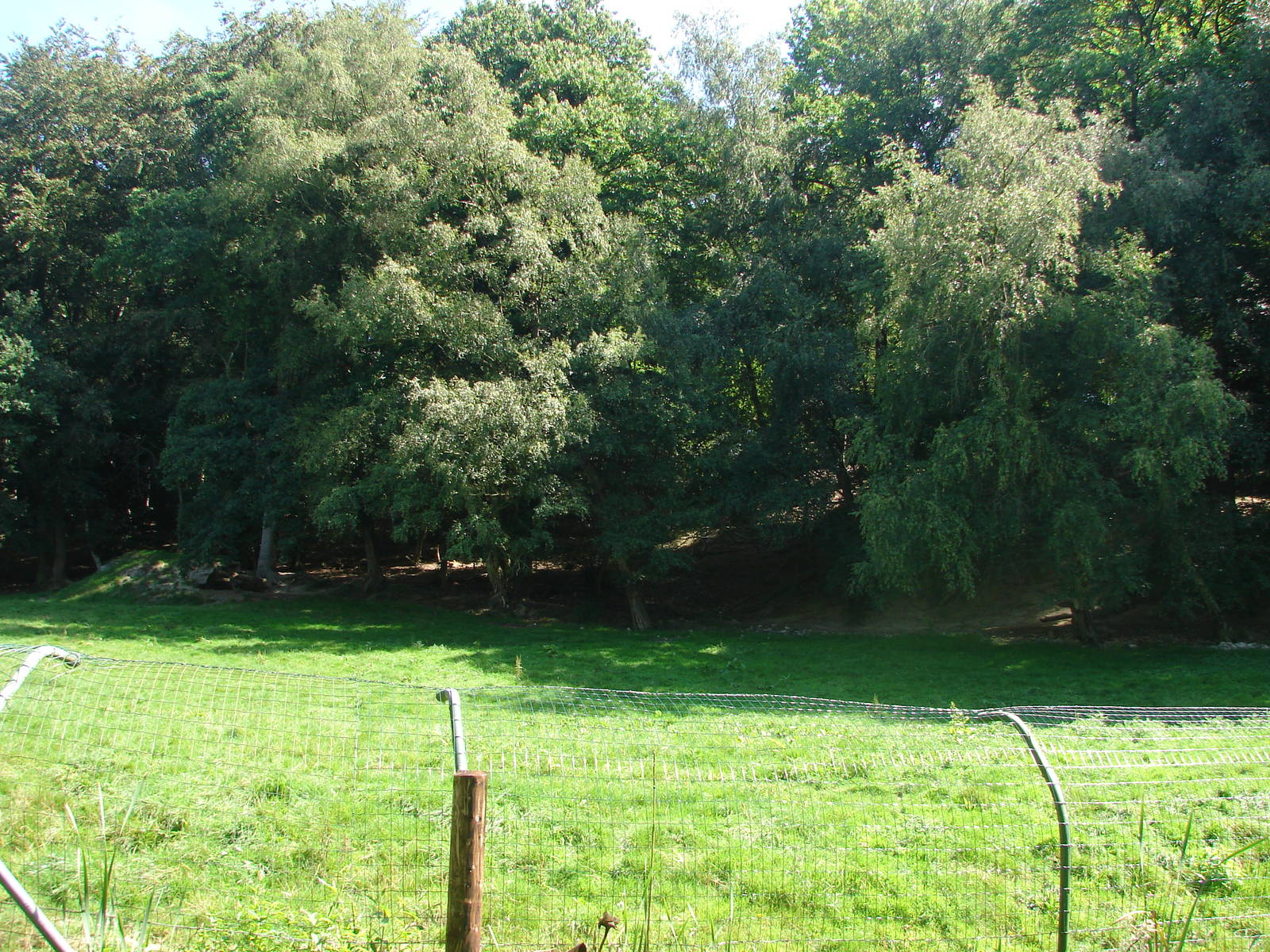 Iberian wolf exhibit