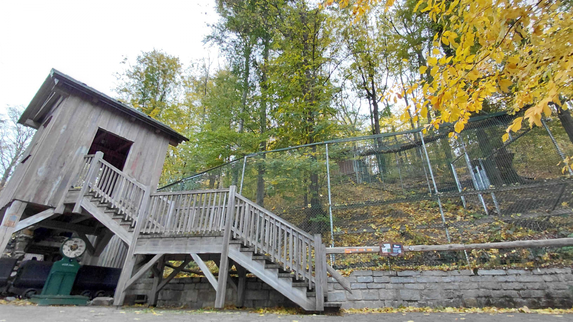 Iberian wolf exhibit