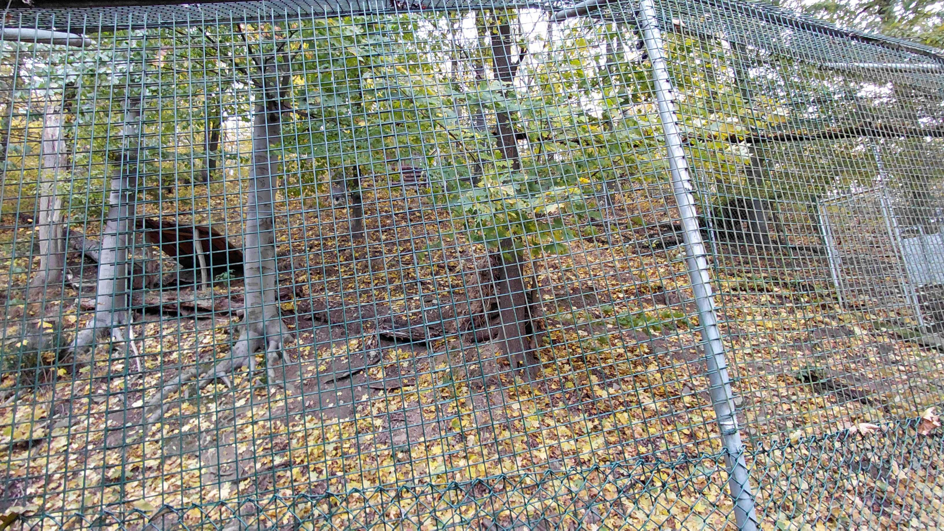 Iberian wolf exhibit