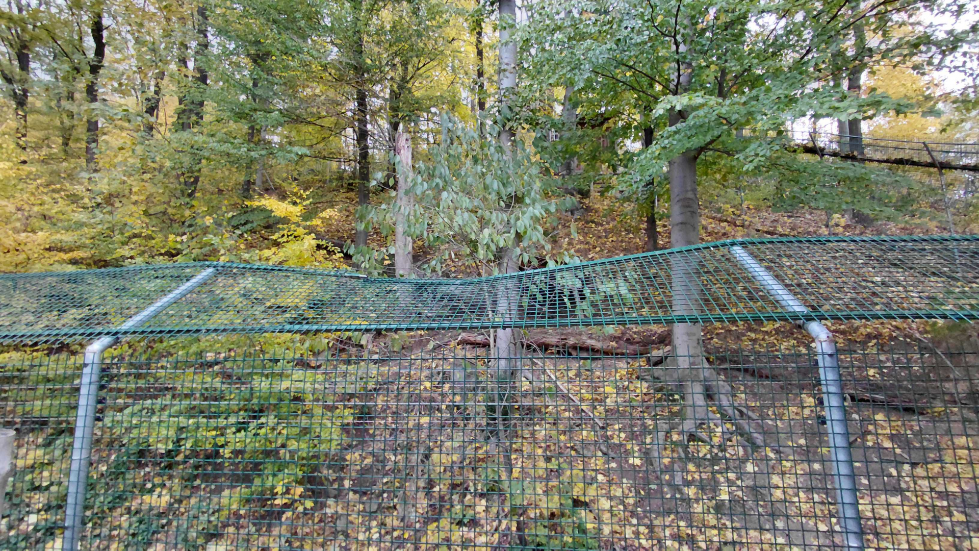 Iberian wolf exhibit