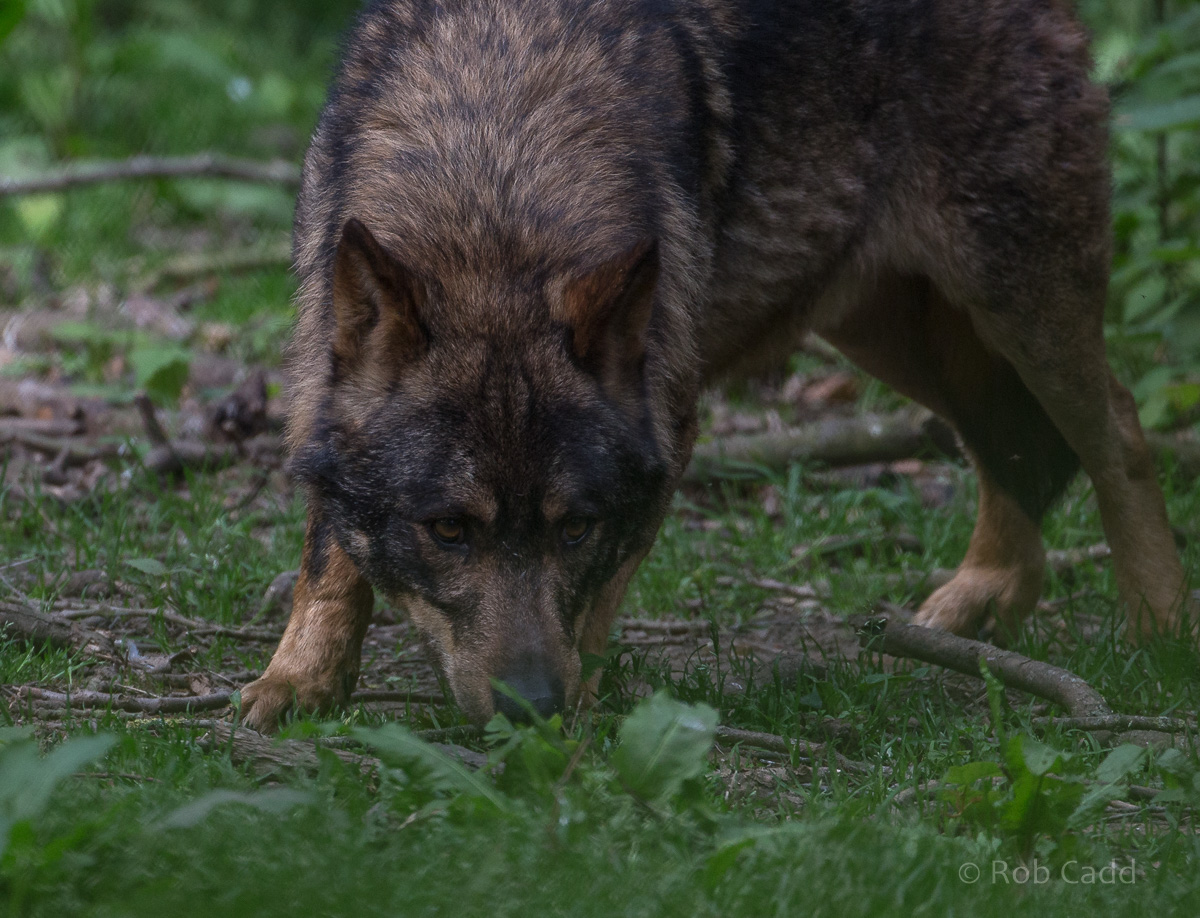 Iberian wolf : Howletts : 07 May 2017