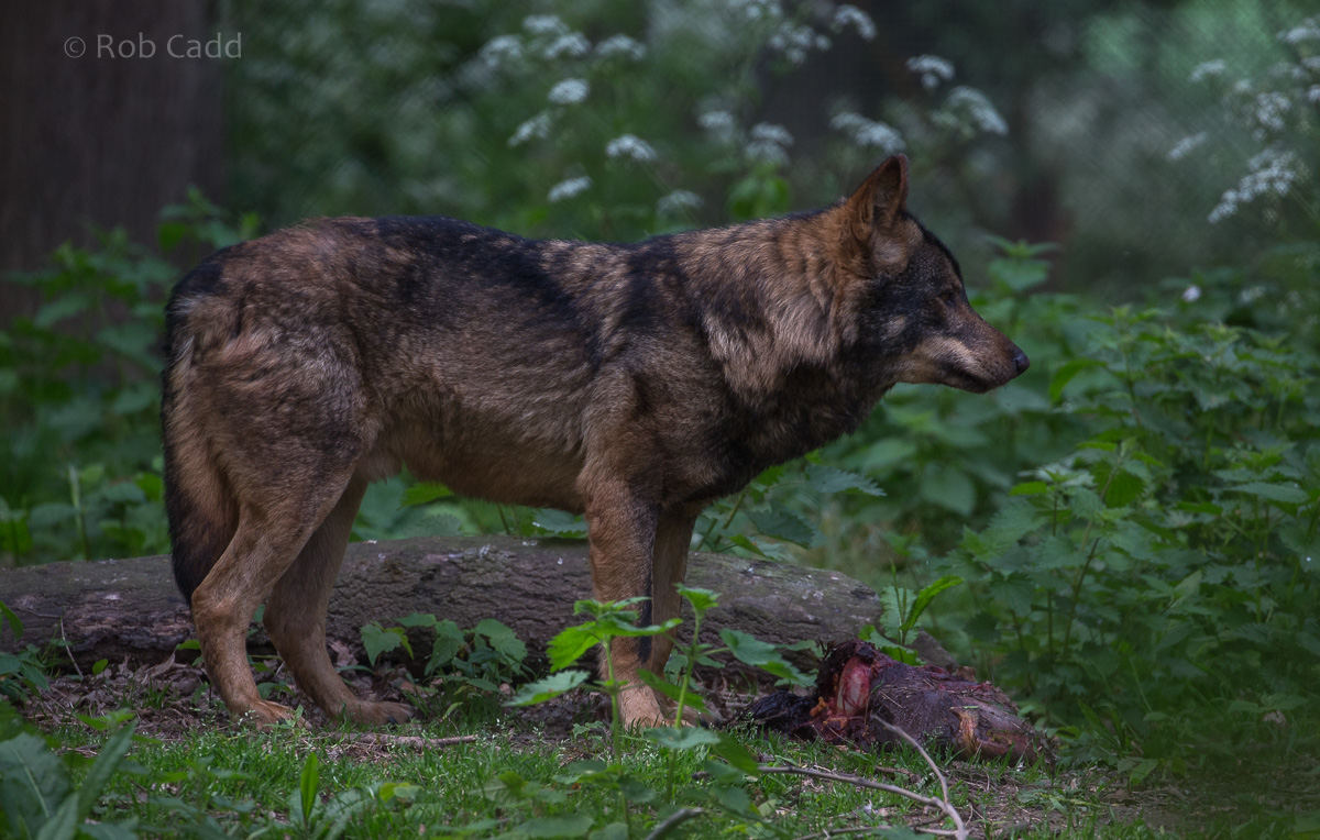 Iberian wolf : Howletts : 07 May 2017
