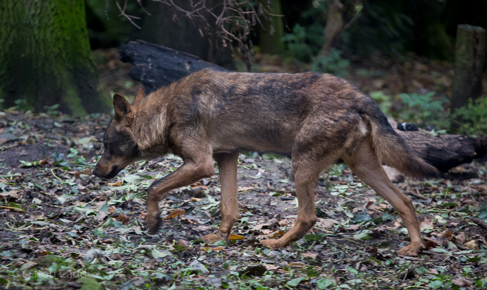 Iberian wolf : Howletts : 14 Oct 2014