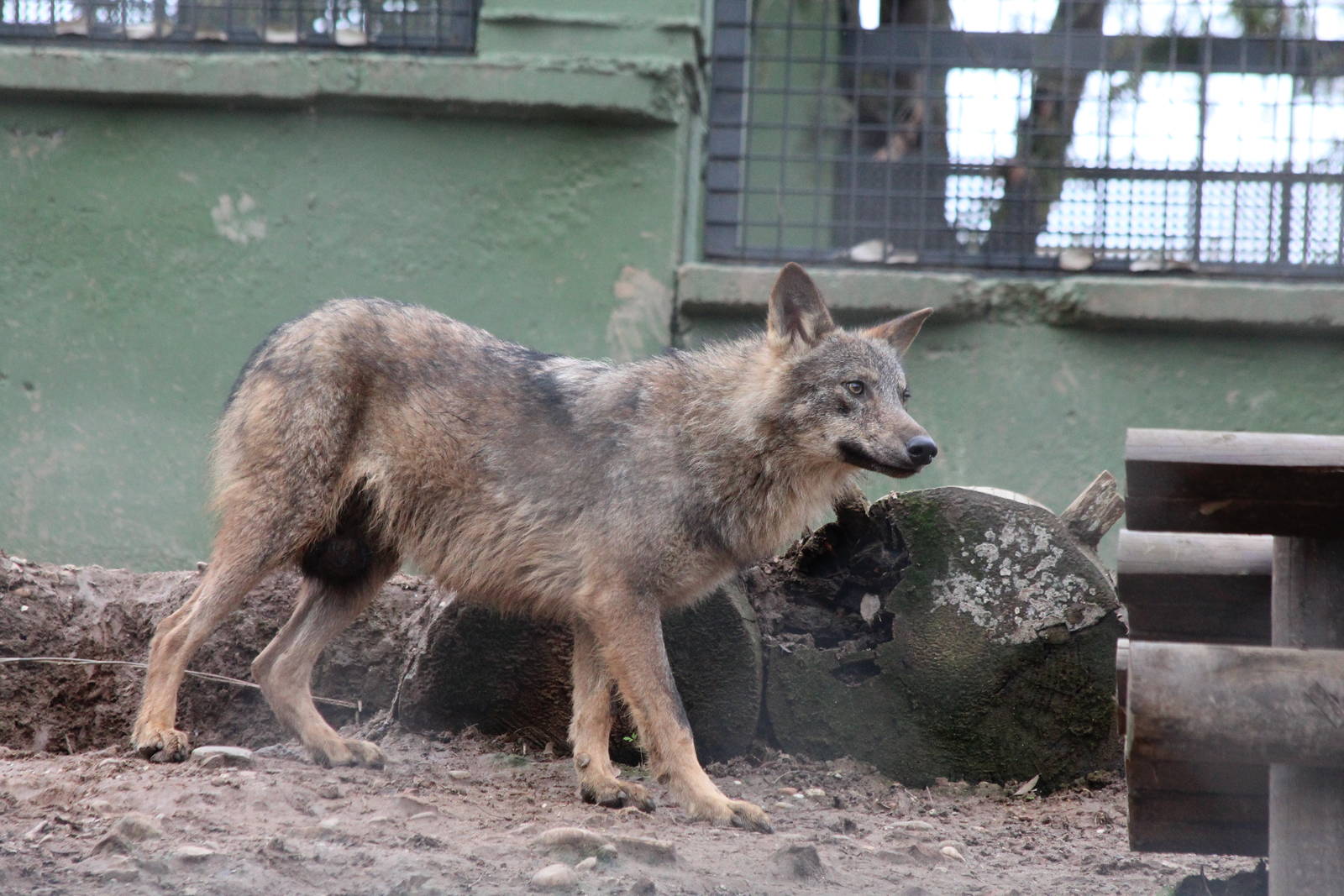 Iberian Wolf - Jan 2014