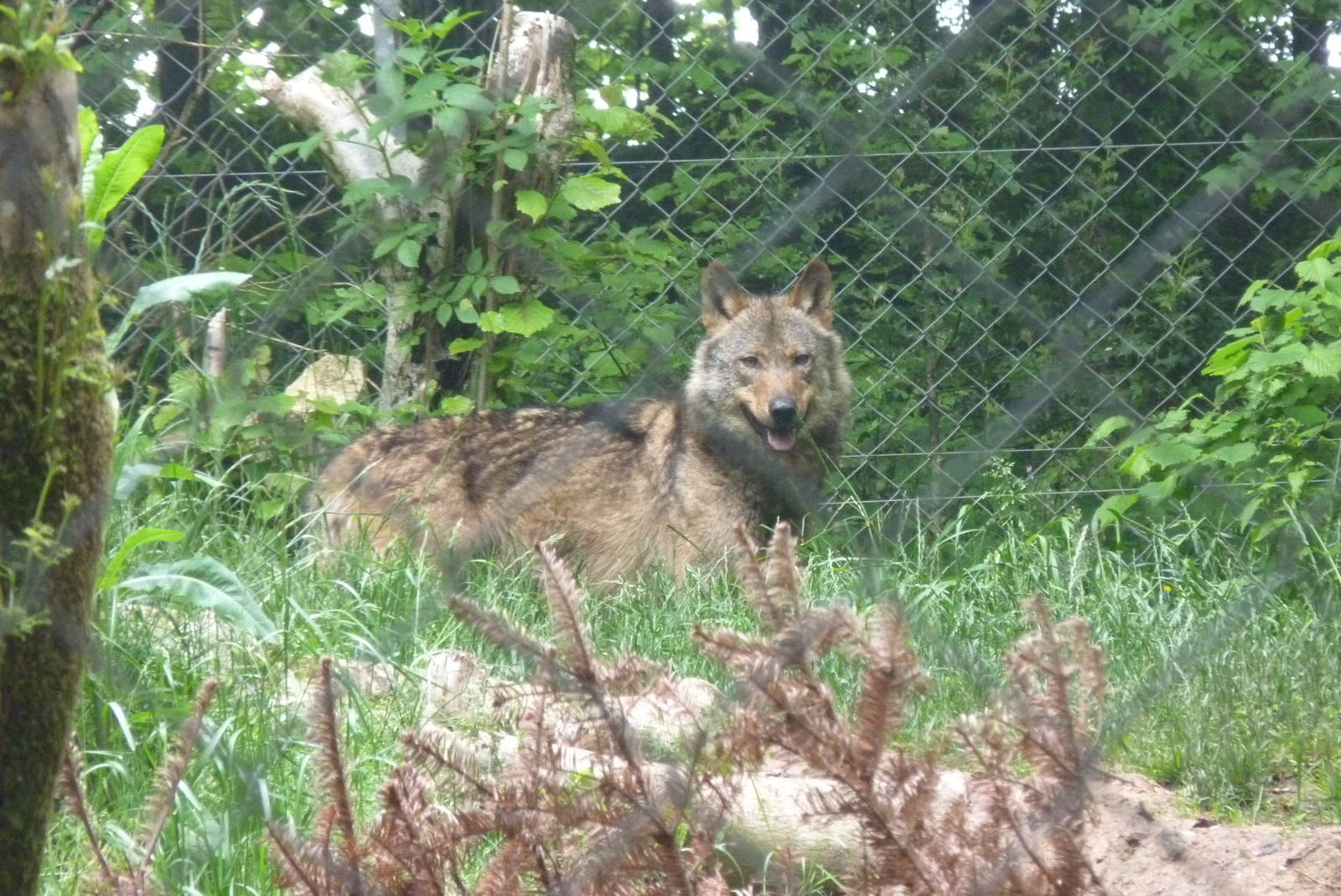 Iberian Wolf, June 2013