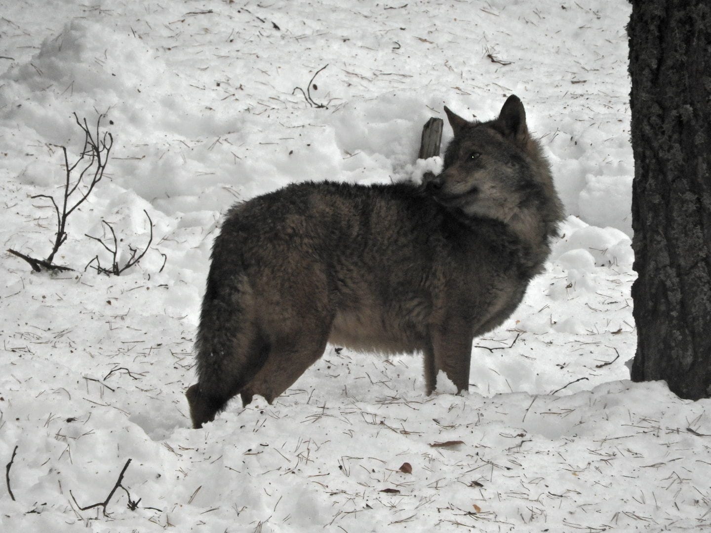 Iberian wolf -Lacuniacha (2021)