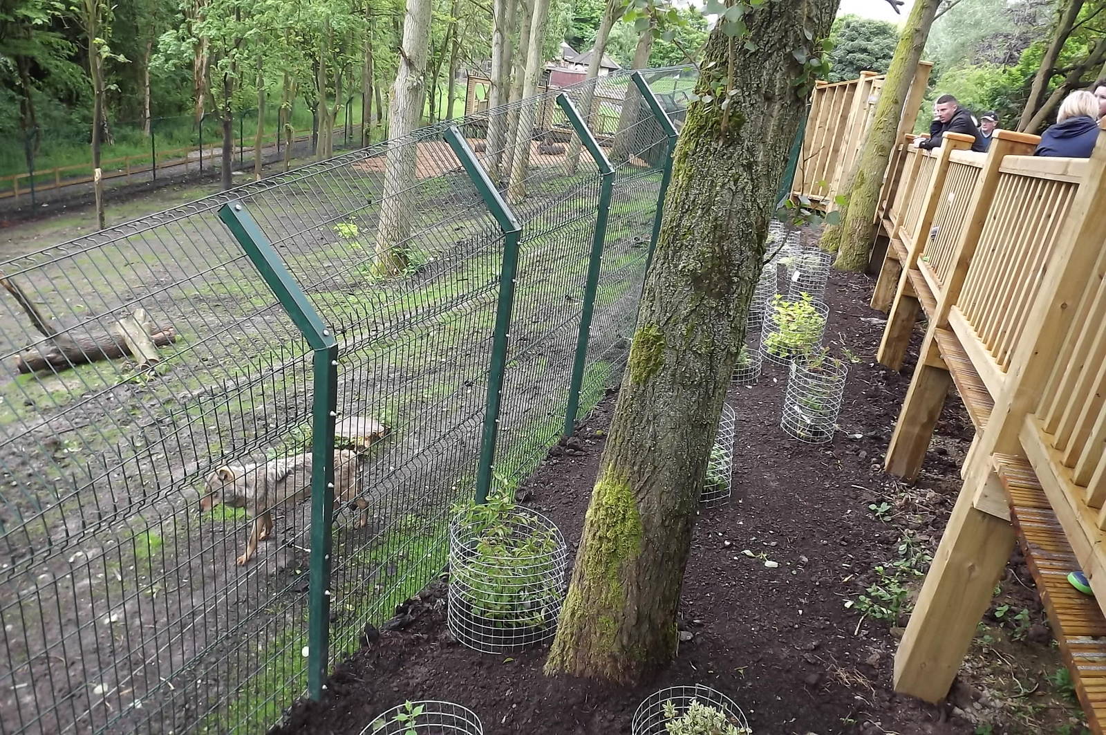 Iberian Wolf meets public at Blackpool Zoo 16/06/12