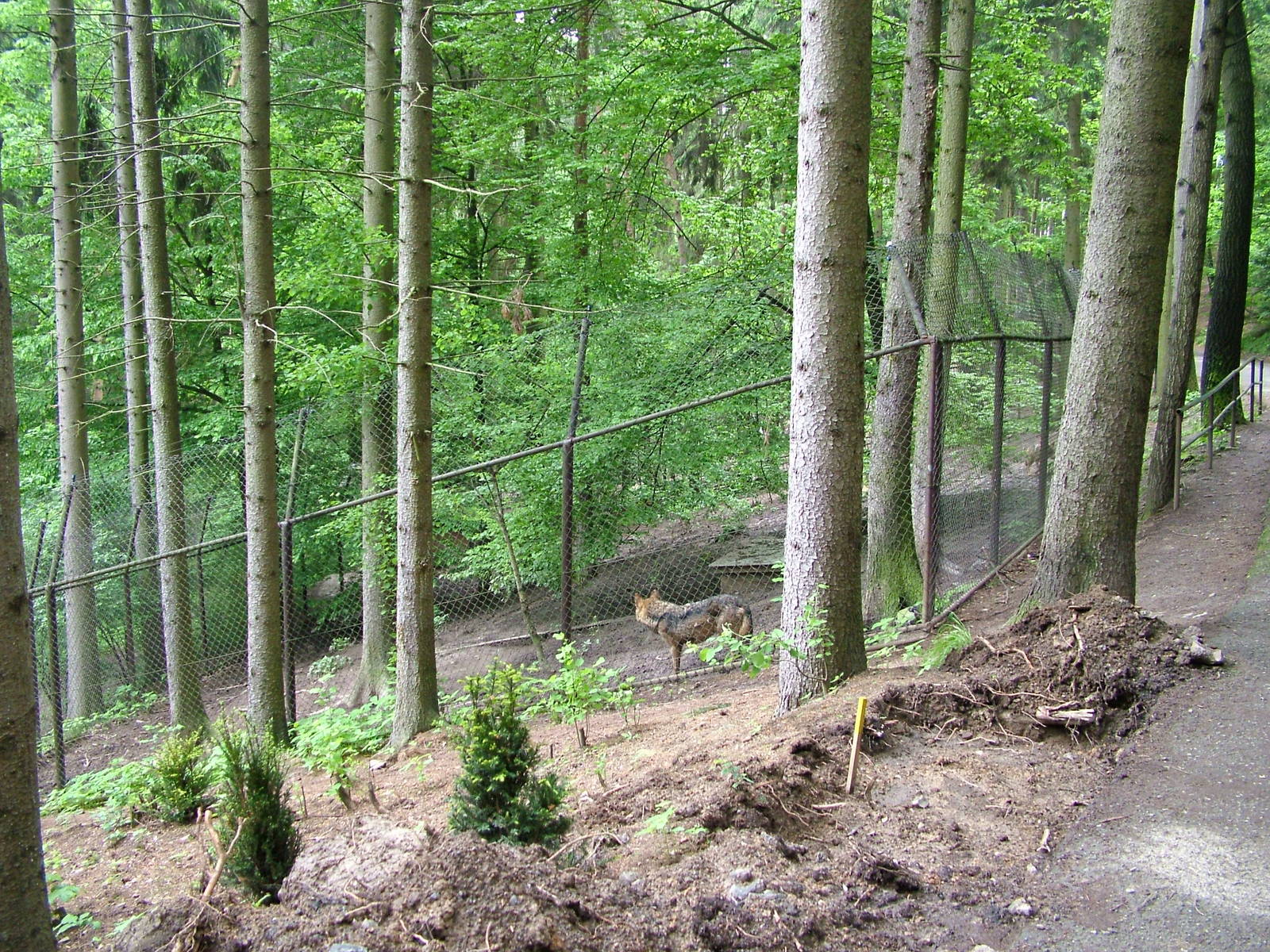 Iberian Wolf paddock at Olomouc 30/05/10