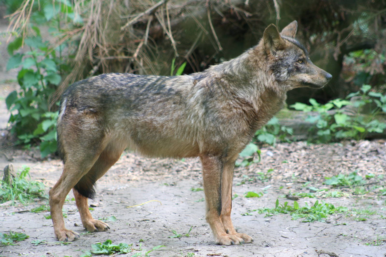 Iberian Wolf @ Port Lympne; 01.05.2011