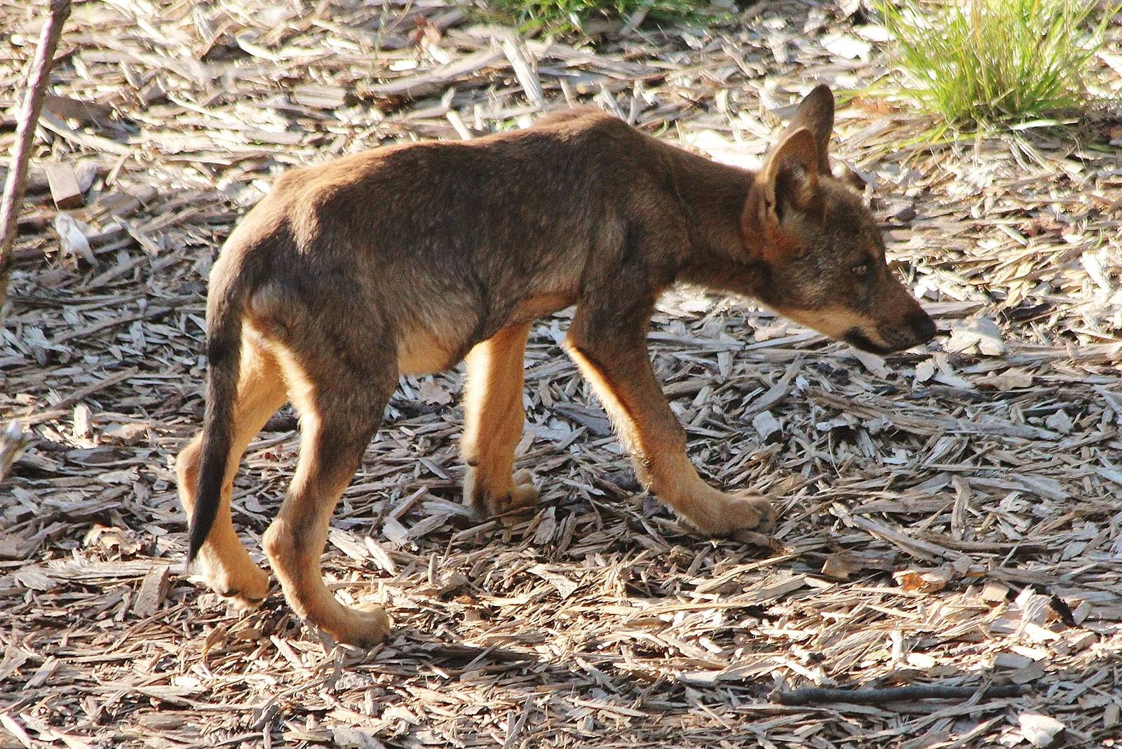 Iberian Wolf pup