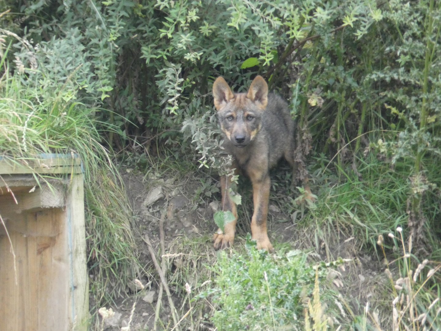 Iberian Wolf pup