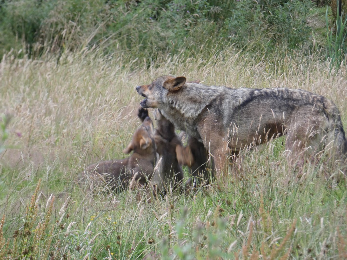 Iberian Wolf pups and mother