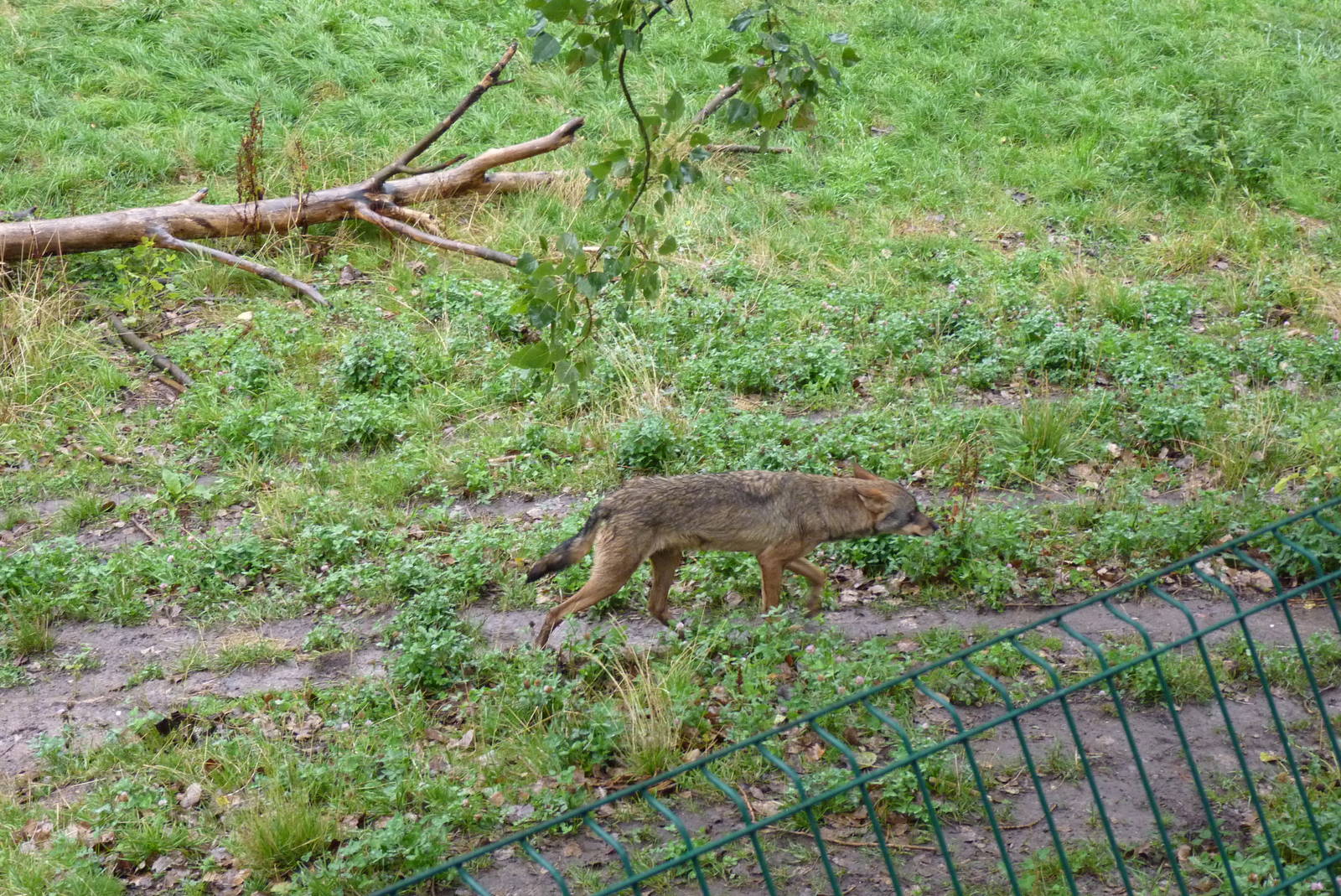 Iberian Wolf, September 2016
