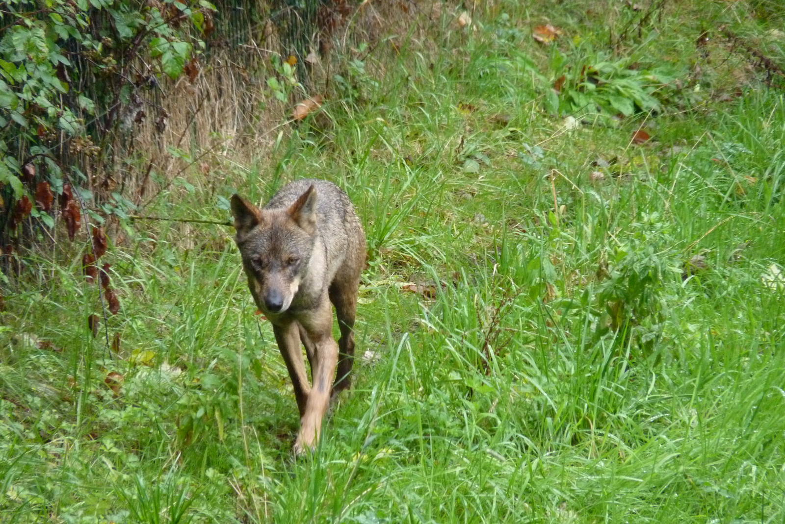 Iberian Wolf, September 2016