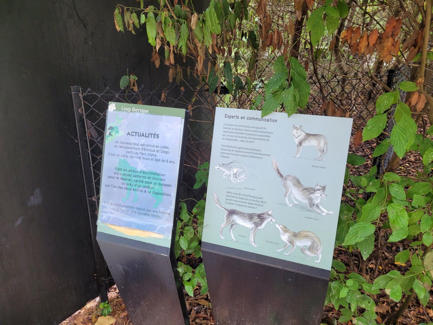 Iberian wolf signs -Parc Zoologique de Paris (2022)