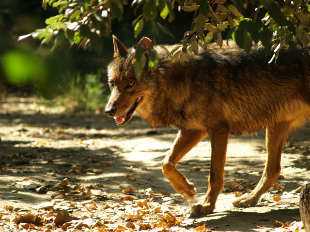 Iberian wolf - Zoo Barcelona
