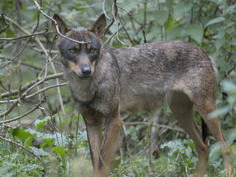 Iberian wolf