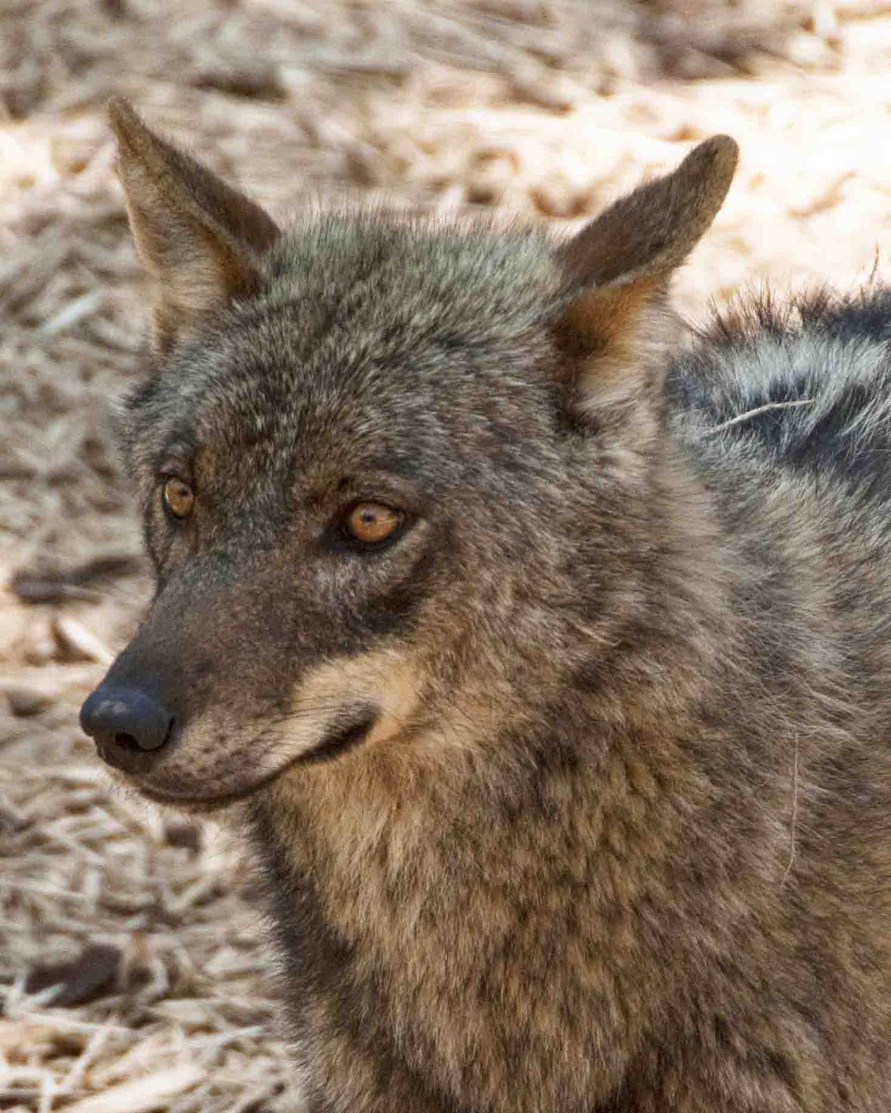 Iberian Wolf