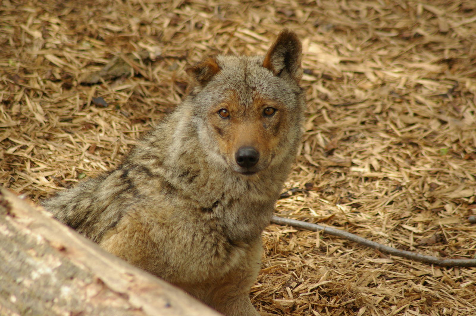 Iberian Wolf