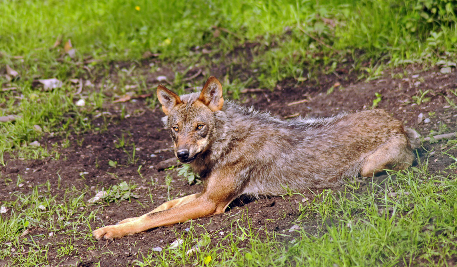 Iberian Wolf