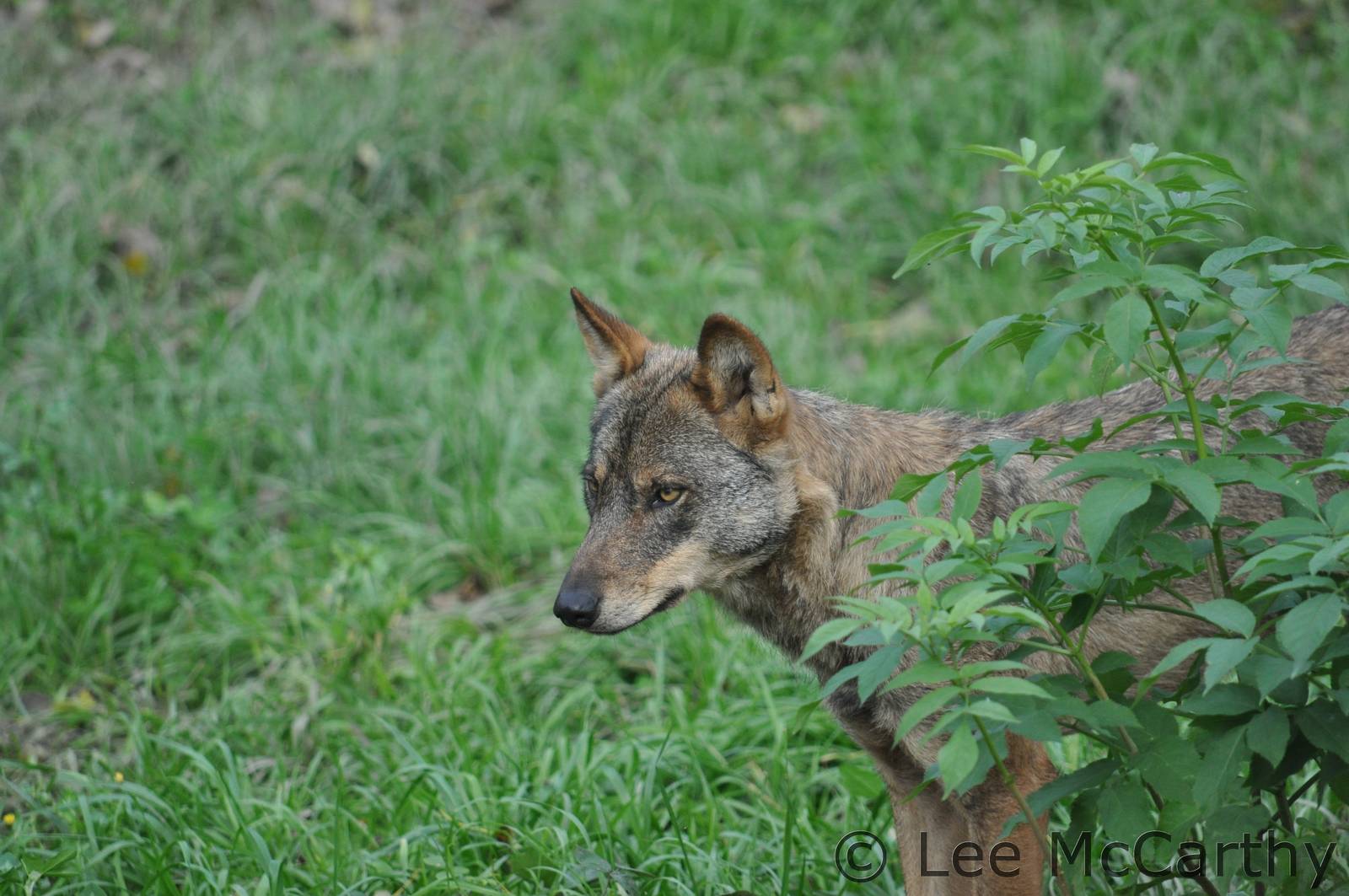 Iberian Wolf