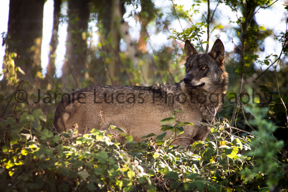 Iberian Wolf