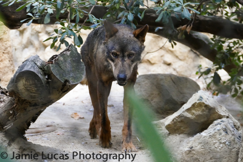 Iberian Wolf