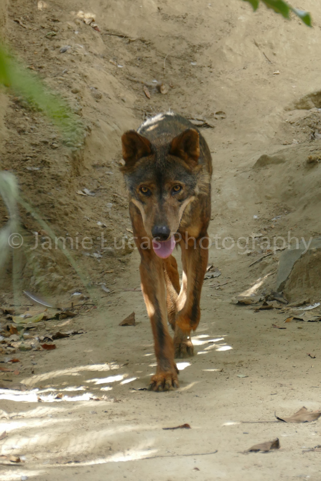 Iberian Wolf