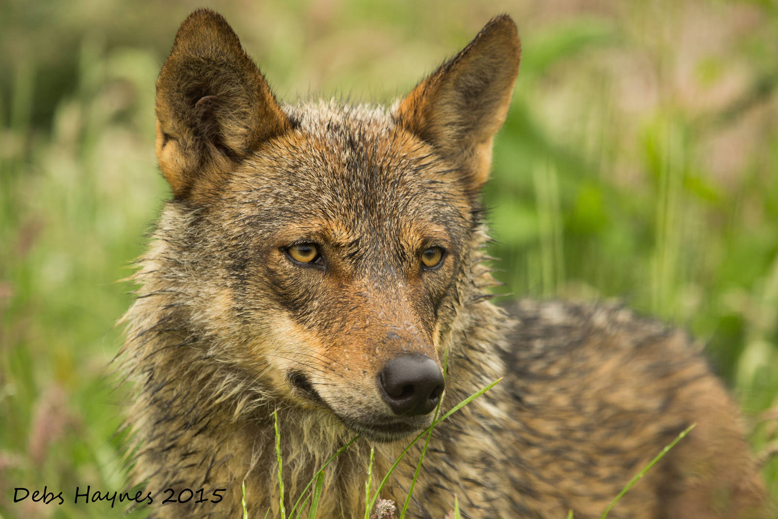 Iberian Wolf