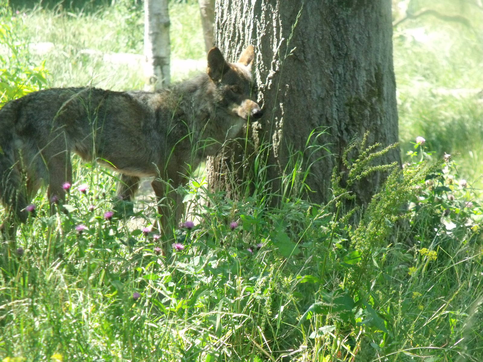 Iberian Wolf