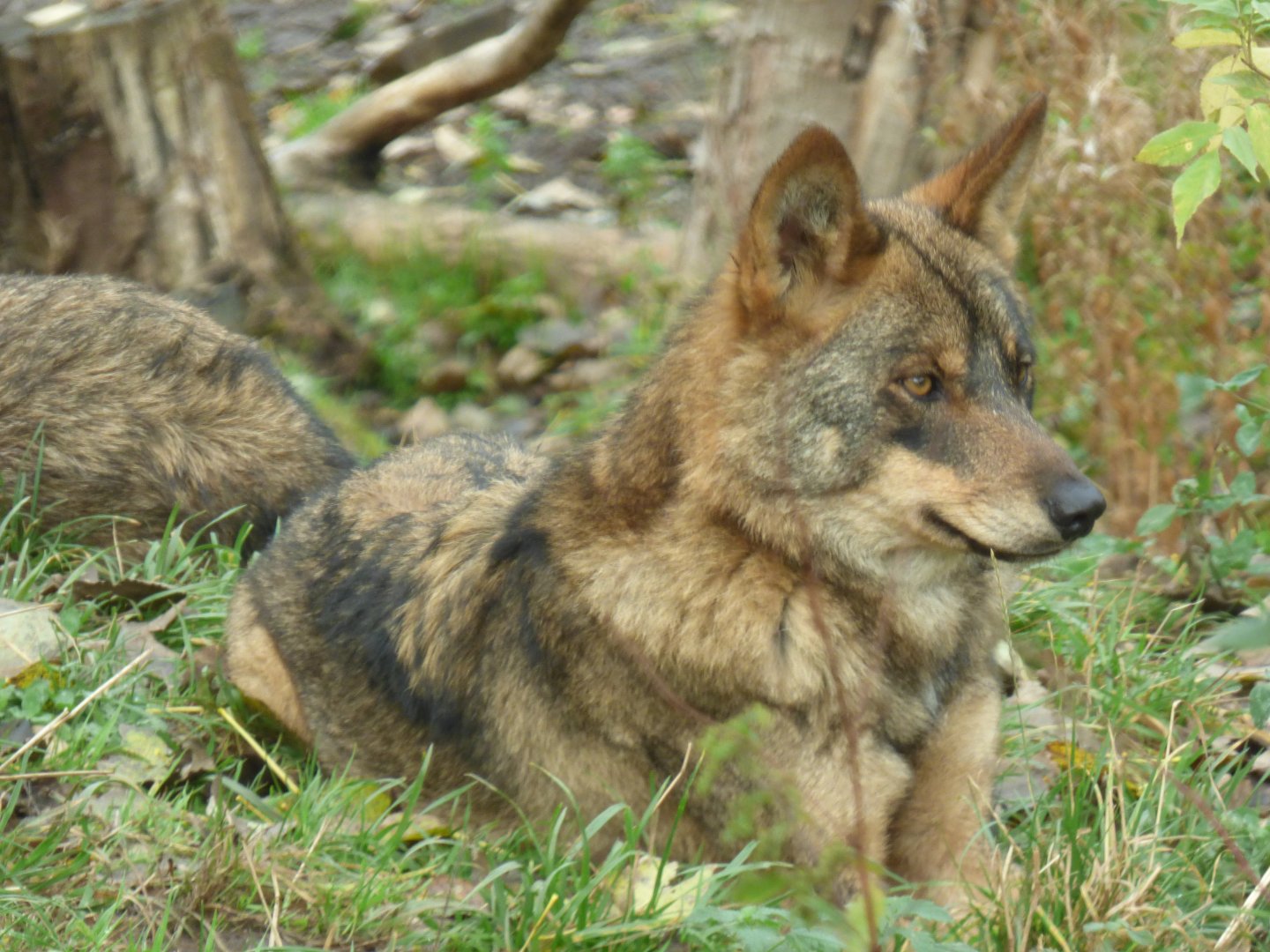 Iberian Wolf