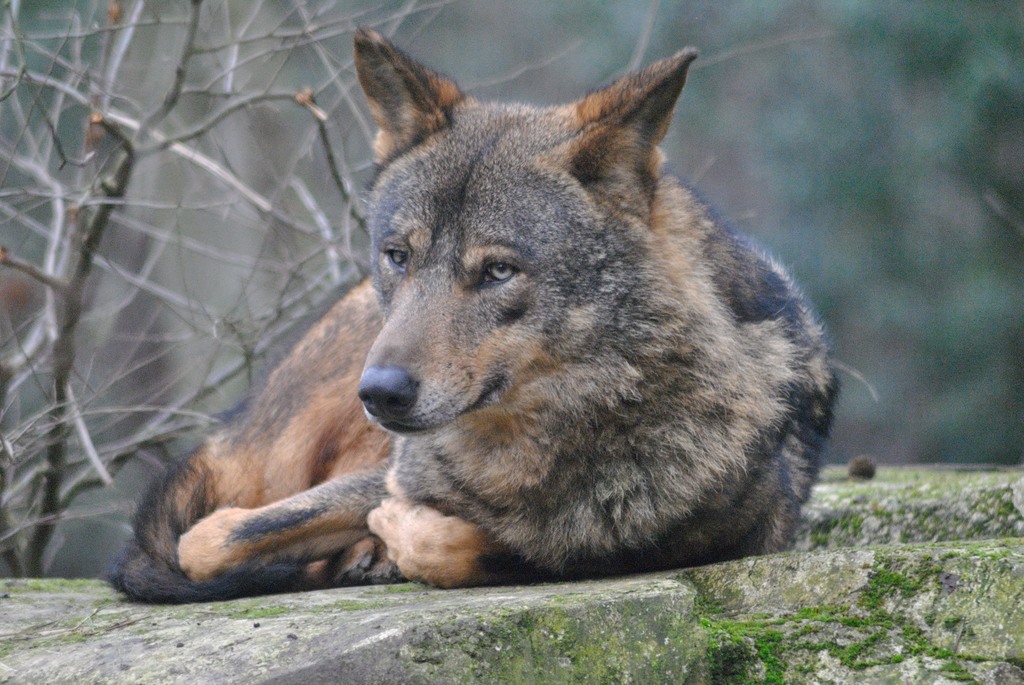 Iberian wolf