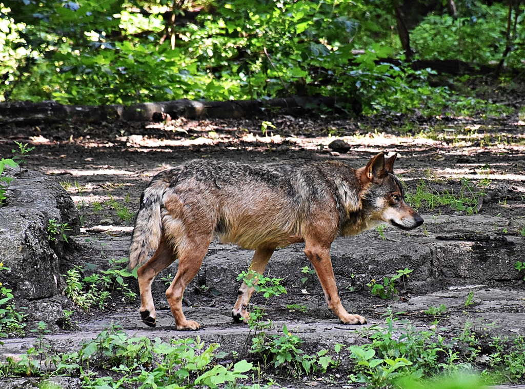 Iberian wolf