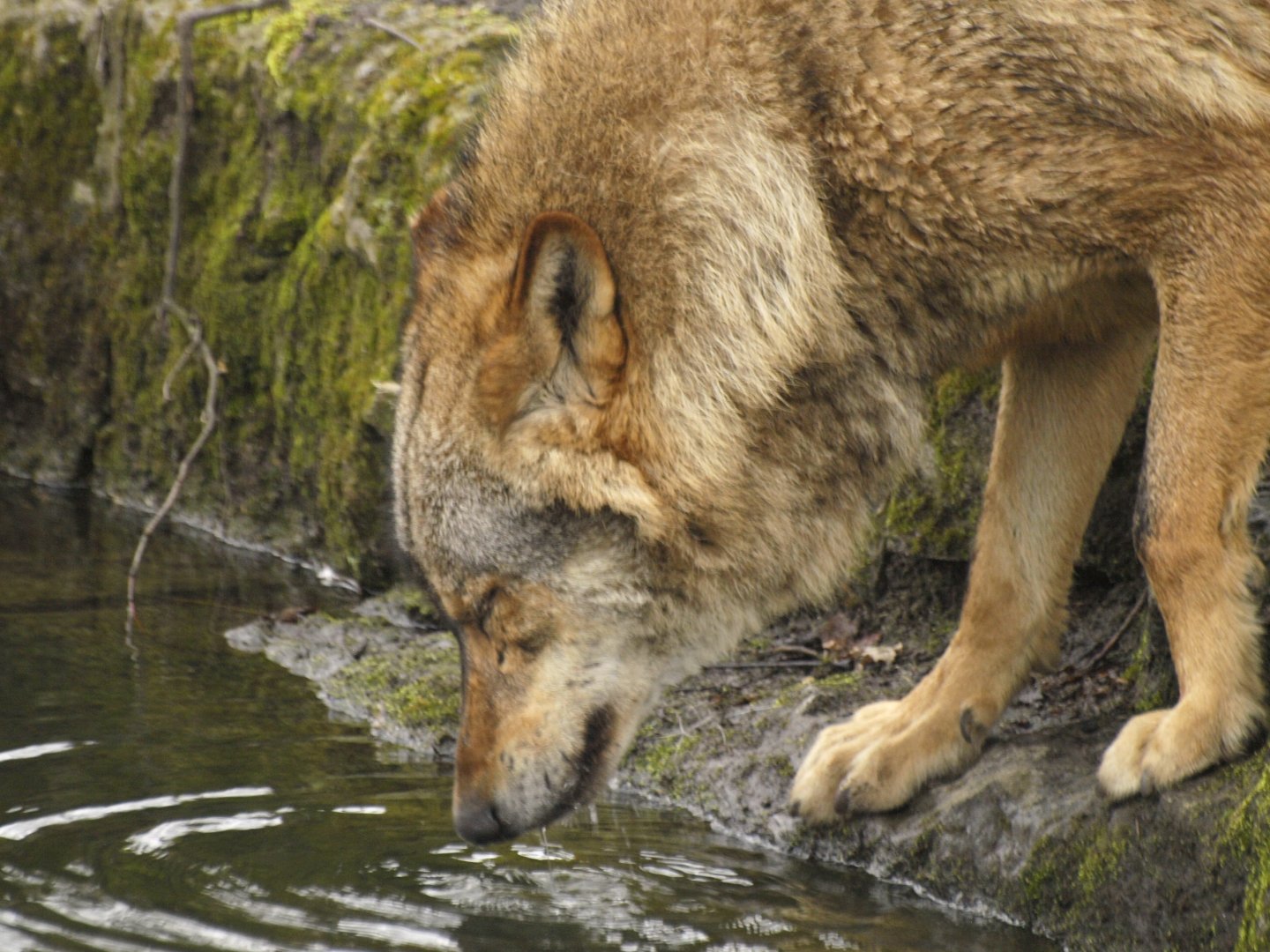 Iberian wolf