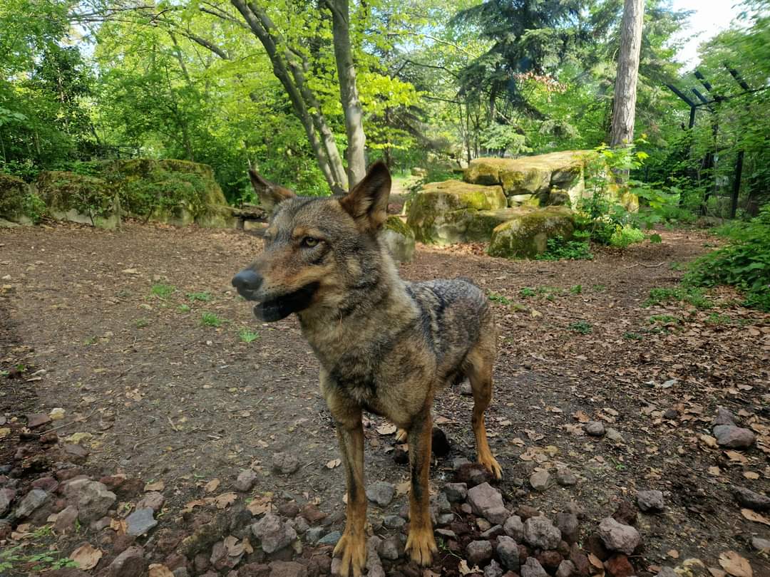 Iberian Wolf