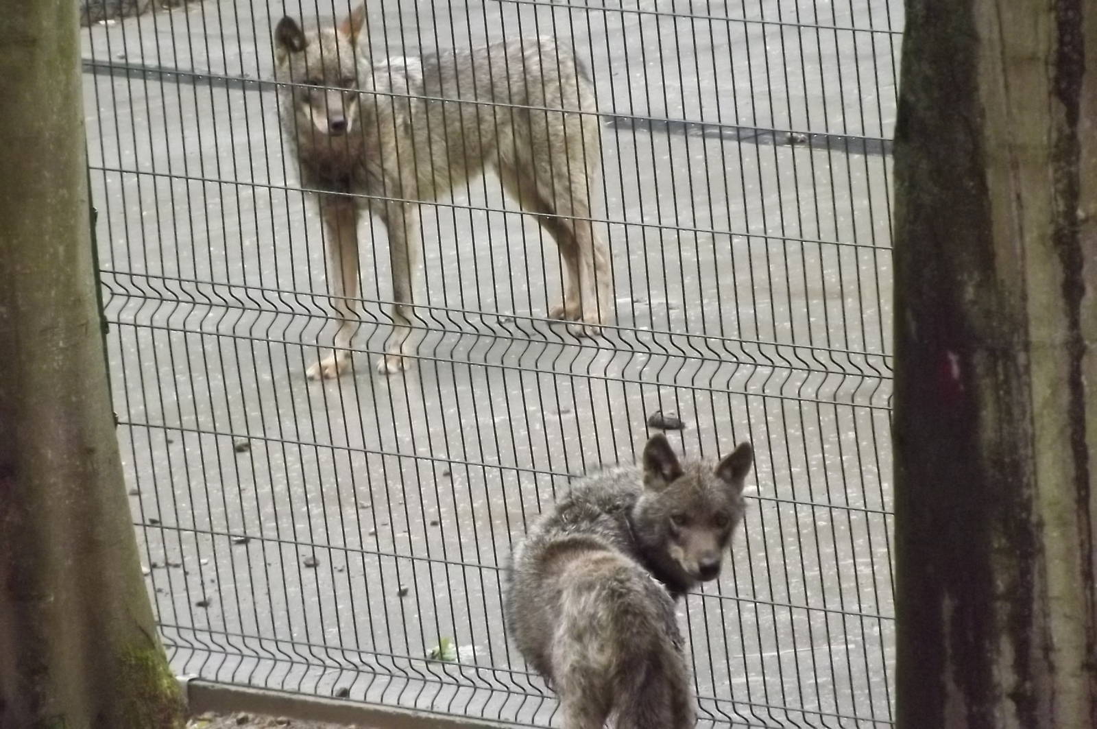 Iberian Wolves at Blackpool Zoo 16/06/12
