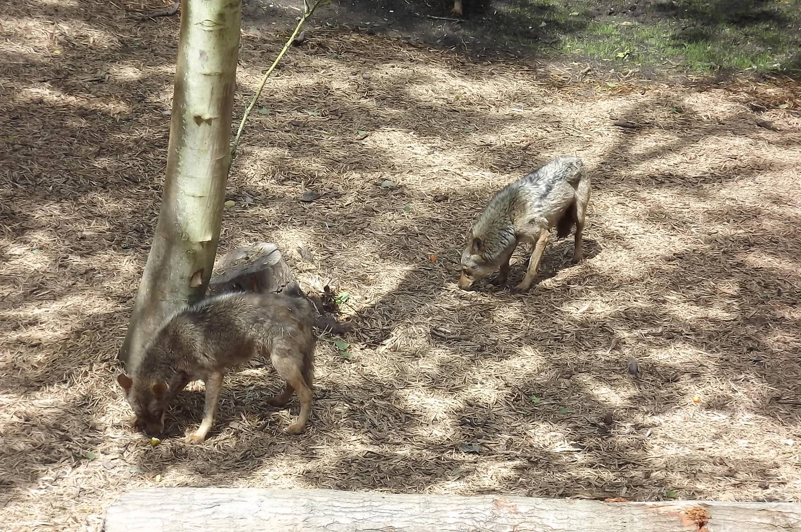 Iberian Wolves at Blackpool Zoo 17/06/12