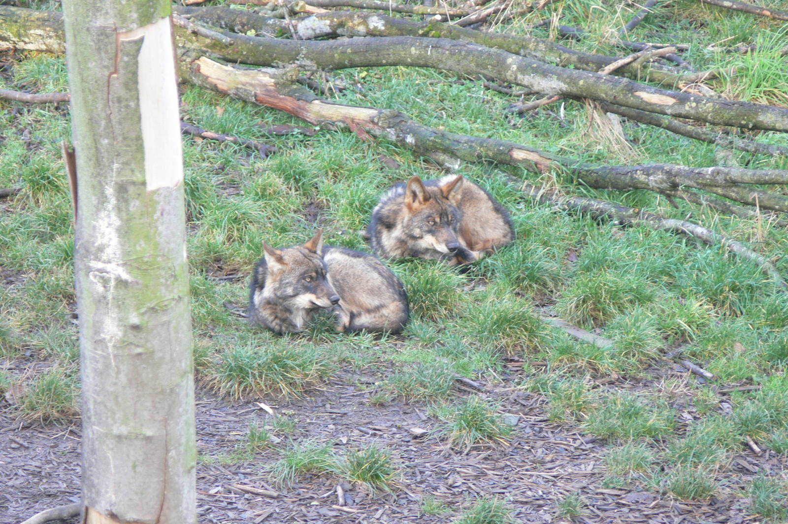 Iberian Wolves at Blackpool Zoo, 24/12/14