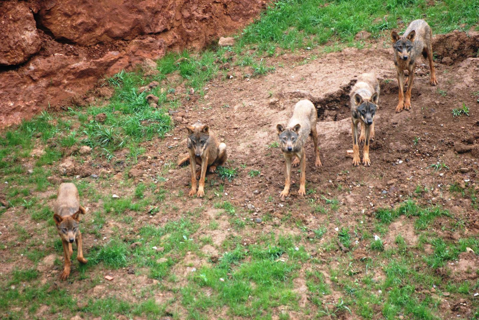 Iberian Wolves at Cabarceno, 11/06/15