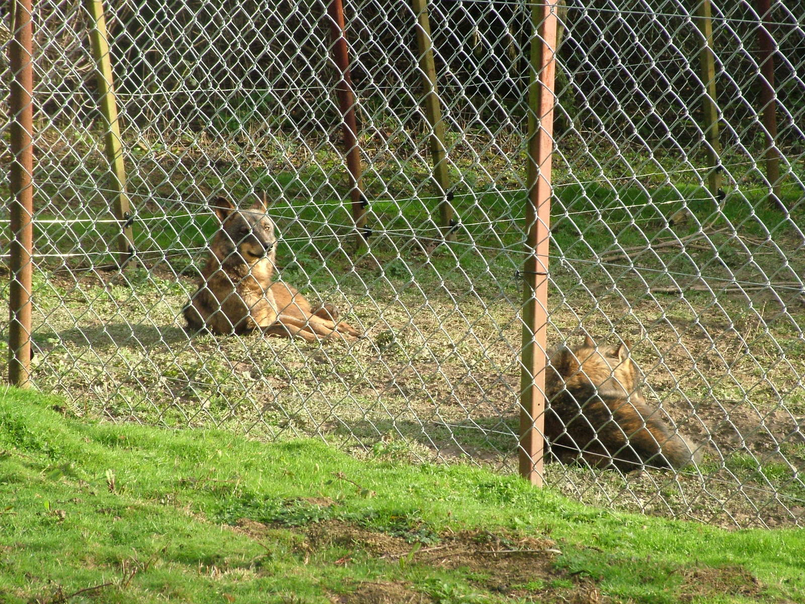 Iberian Wolves at Port Lympne 27/11/09