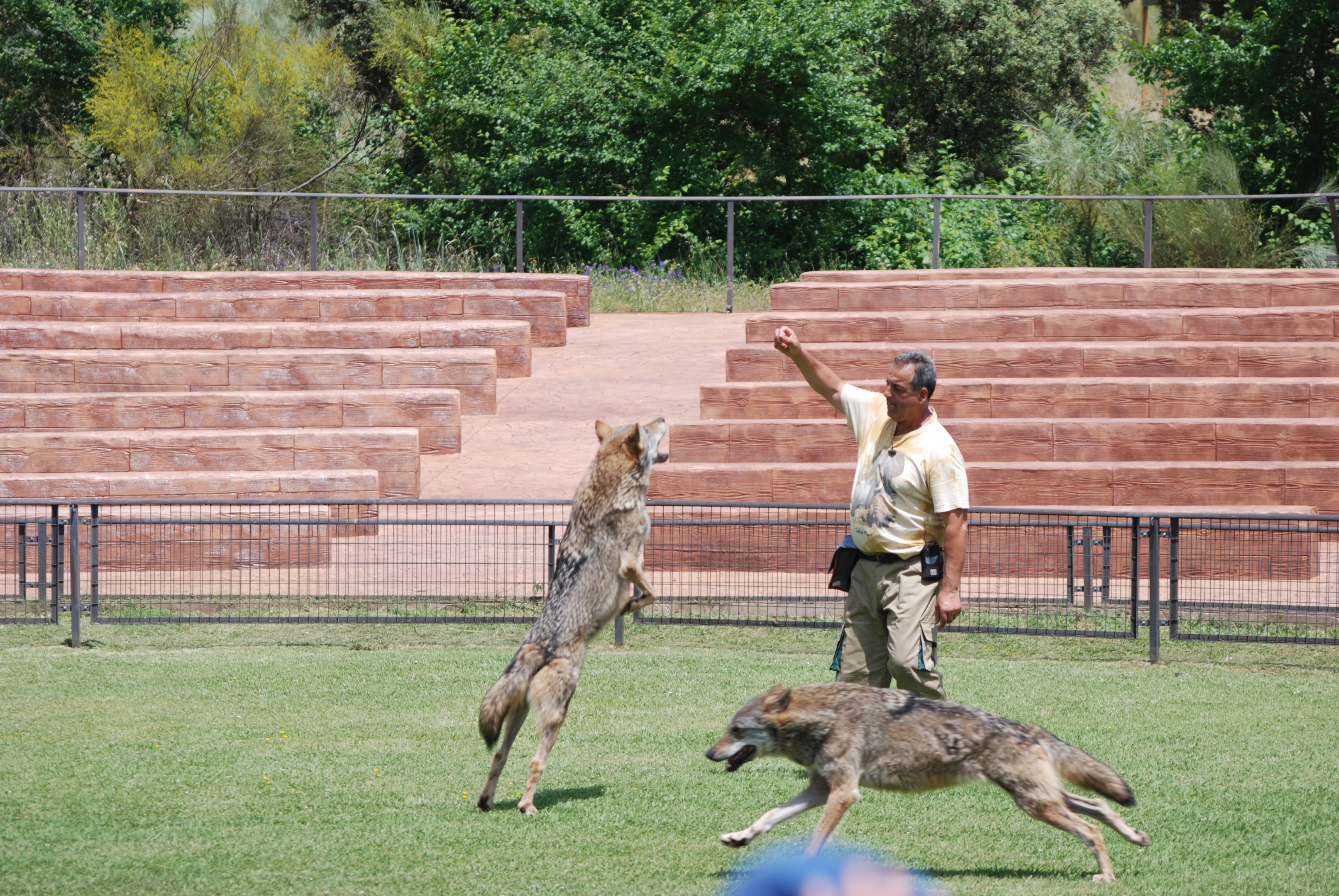 Iberian Wolves - Bird of Prey Show at Safari Madrid, 19th May 2022