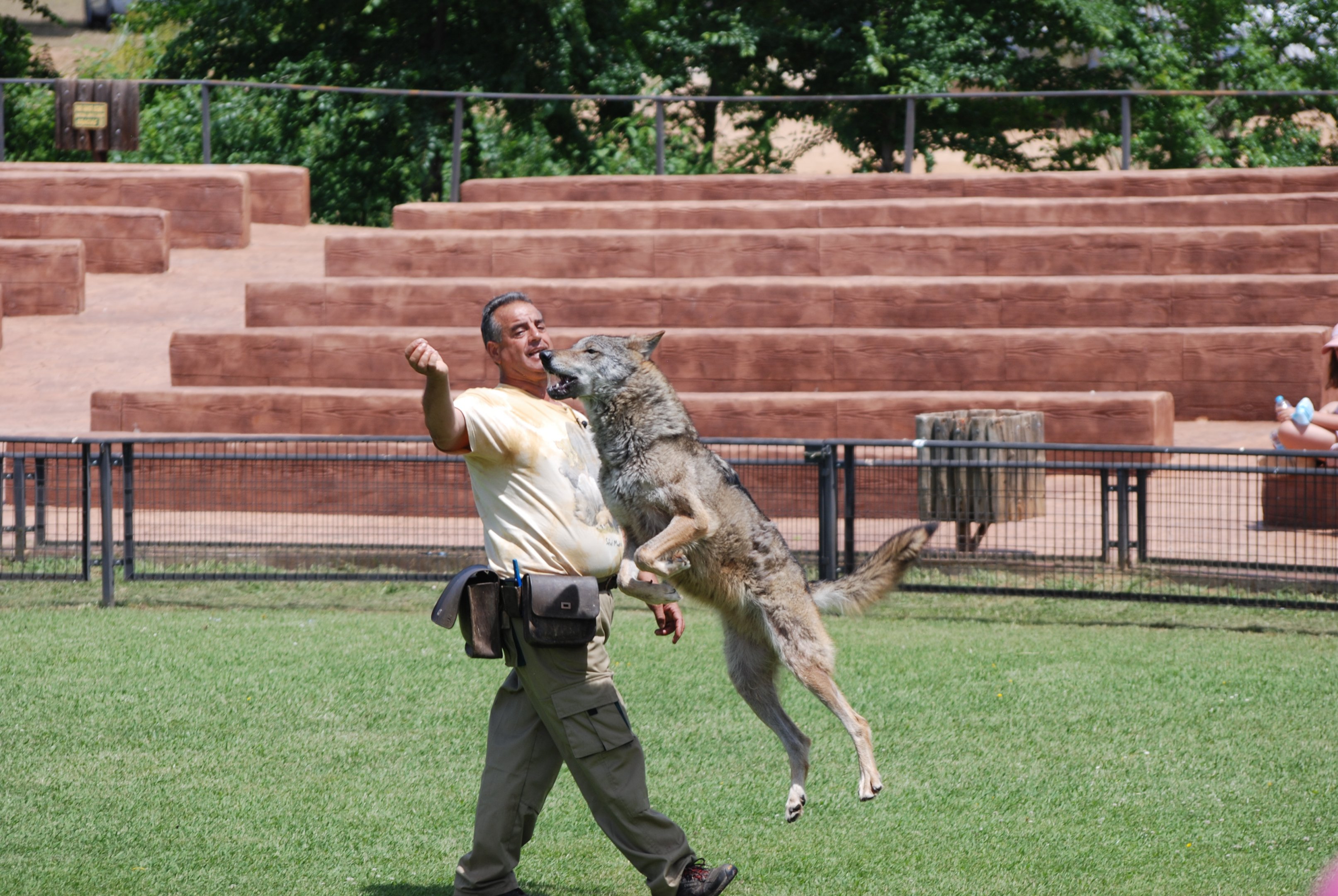 Iberian Wolves - Bird of Prey Show at Safari Madrid, 19th May 2022