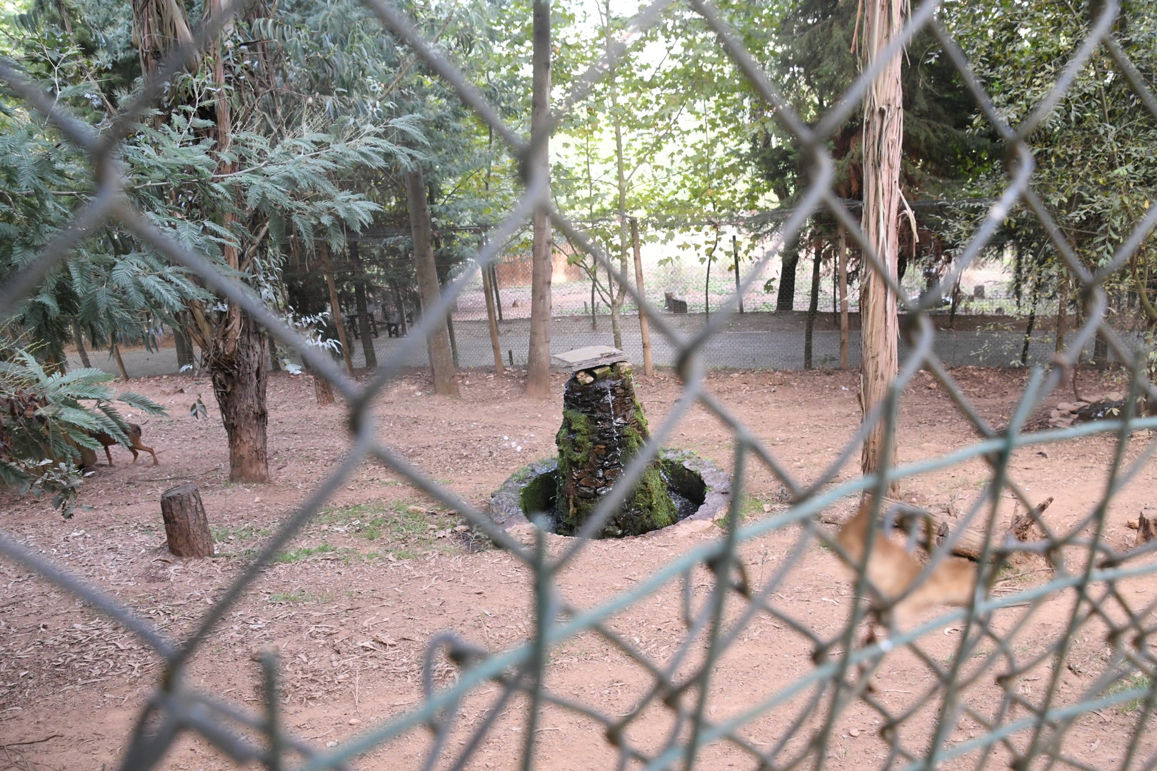 Iberian Wolves exhibit (water feature)